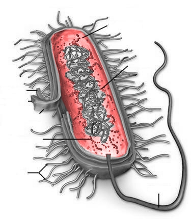 cytoplazma.jpg