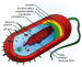 360px-Average_prokaryote_cell_cs_svg.png